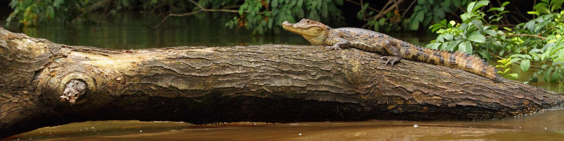 Wodne safari na rzekach Cano Negro i Rio Frio